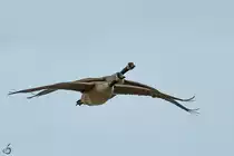 Zwei Kanadag�nse �ber den Rhein. (Unkel, April 2021)