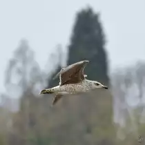 Eine M�we �ber den Rhein. (Unkel, April 2021)