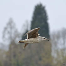 Eine Mwe ber den Rhein. (Unkel, April 2021)