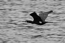 Ein Kormoran zieht seine Bahn ber den Rhein bei Unkel. (April 2021)