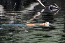 Eine Bisamratte schwimmt in der Ruhr, so gesehen Mitte April 2021 in Witten.