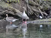 Graug�nse und Reiherenten, so gesehen Mitte April 2021 in Witten.