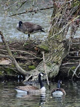 Kanadagnse schwimmen in der Ruhr, so gesehen Mitte April 2021 in Witten.