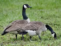 Kanadag�nse auf Nahrungssuche, so gesehen Mitte April 2021 in Witten.