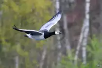 Eine Wei�wangengans im Flug, so gesehen Mitte April 2021 in Witten.