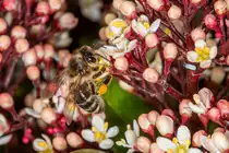 19.4.2021 - Zetel - Biene auf Skimmie. Sehr sch�n zu sehen, wie flei�ig sie schon war. Eine Biene kann bis zu einem Drittel ihres K�rpergewichts Nektar tragen.