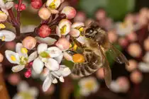 19.4.2021 - Zetel - Biene auf Skimmie. Sehr sch�n zu sehen, wie flei�ig sie schon war. 