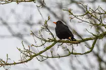 19.4.2021 - Zetel - Drossel im Weidenbaum. Drosseln sind im April von Trockenfutter auf W�rmer umgestiegen. Es ist erstaunlich, wieviel W�rmer, und wie zielsicher, sie diese im Rasen finden