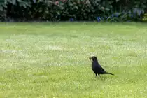 17.4.2021 - Zetel - Drossel auf Futtersuche. Erstaunlich, dass das Tier mit all diesen W�rmern im Schnabel immer noch weitersucht und findet.