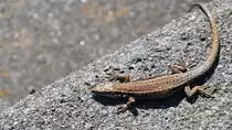 Eine kleine Eidechse w�rmt sich auf dem warmen Beton auf. (Duisburg, April 2021)
