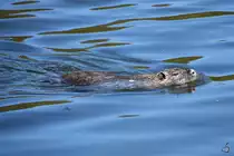 Eine Bisamratte schwimmt in der Ruhr, so gesehen Ende April 2021 in Witten.