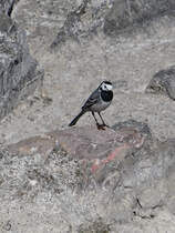 Eine Bachstelze in der Nhe der Ruhr, so gesehen Mitte April 2021 in Witten.
