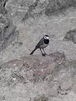 Eine Bachstelze in der N�he der Ruhr, so gesehen Mitte April 2021 in Witten.