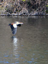 Eine Nilgans ist im Tiefflug ber der Ruhr unterwegs. (Witten, April 2021)