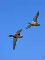 Ein Stockentenp�rchen dreht seine Runden �ber der Ruhr. (Witten, April 2021)