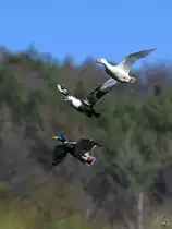 Ein Stockententrio fliegt �ber die Ruhr, so gesehen Mitte April 2021 in Witten.