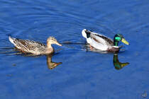 Ein Stockentenprchen schwimmt in der Ruhr. (Witten, April 2021)