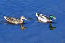 Ein Stockentenp�rchen schwimmt in der Ruhr. (Witten, April 2021)