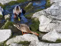 Ein Stockentenp�rchen schn�belt nach Essbarem. (Witten, April 2021)