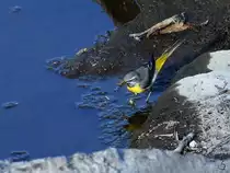 Eine Schafstelze in der N�he der Ruhr, so gesehen Mitte April 2021 in Witten.