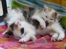 Dreifarbige Katzen-Kinder - Foto vom 02.09.2009