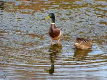 Ein Stockentenp�rchen in der Ruhr. (Witten, April 2021)