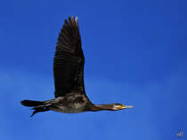 Ein Kormoran zieht seine Bahn ber die Ruhr bei Witten. (April 2021) 