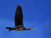 Ein Kormoran zieht seine Bahn �ber die Ruhr bei Witten. (April 2021) 