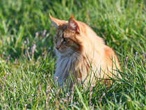 Auf dem Weg nach Hause sa diese Katze im hohen Gras. (Witten, April 2021)