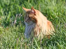 Auf dem Weg nach Hause sa� diese Katze im hohen Gras. (Witten, April 2021)