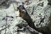 Ein Murmeltier in den Walliser Alpen bei Fionnay; 24.04.2021