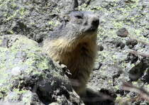 Ein Murmeltier in den Walliser Alpen bei Fionnay; 24.04.2021