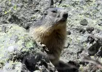 Ein Murmeltier in den Walliser Alpen bei Fionnay; 24.04.2021