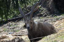 Ein Alpensteinbock in den Walliser Alpen bei Fionnay; 2404.2021
29.04.2021