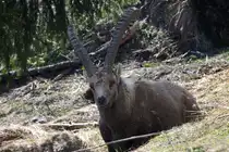 Ein Alpensteinbock in den Walliser Alpen bei Fionnay; 2404.2021
29.04.2021