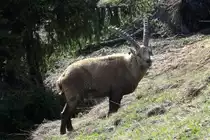 Ein Alpensteinbock in den Walliser Alpen bei Fionnay; 2404.2021
29.04.2021