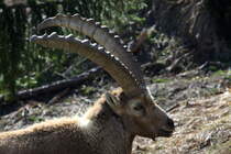 Ein Alpensteinbock in den Walliser Alpen bei Fionnay; 2404.2021