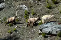  Wenn ich mal gro� bin, will ich ein Steinbock sein!  Das erz�hlte mal ein kleines walliser B�cklein allen Tieren auf dem Bauernhof. Als er gr��er wurde, ri� er aus und schloss sich einer Gruppe seiner Vorbilder an. Seitdem durchstreift dieser Ziegenbock mit seinen neuen Freunden die Bergwelt der Walliser Alpen. Das ist kein Zoo! Das ist kein Wildpark! Das sind die Walliser Alpen bei Fionnay; 24.04.2021