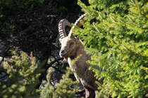 Ein Alpensteinbock in den Walliser Alpen bei Fionnay; 24.04.2021