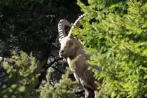 Ein Alpensteinbock in den Walliser Alpen bei Fionnay; 24.04.2021