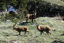 Die Region um Fionnay ist meine Lieblingsregion um Tiere zu fotografieren. Hier gibt es Murmeltiere, Gmse und Steinbcke. Mit viel Glck sieht man noch Steinadler und Bartgeier. Am 24.04.2021 fotografierte ich drei Murmeltiere, eine Steinbock Geiss und ein Gruppe von zehn Steinbcken, die von einem Ziegenbock begleitet wurde.