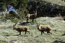 Die Region um Fionnay ist meine Lieblingsregion um Tiere zu fotografieren. Hier gibt es Murmeltiere, G�mse und Steinb�cke. Mit viel Gl�ck sieht man noch Steinadler und Bartgeier. Am 24.04.2021 fotografierte ich drei Murmeltiere, eine Steinbock Geiss und ein Gruppe von zehn Steinb�cken, die von einem Ziegenbock begleitet wurde.