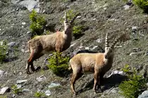 Zwei Steinb�cke in den Walliser Alpen bei Fionnay; 24.04.2021