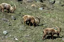 Drei Alpensteinb�cke in den Walliser Alpen bei Fionnay; 24.04.2021