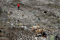 Ein Bergwanderer erfreut sich ber den berraschenden Anblick zweier Steinbcke in den Walliser Alpen. Fionnay, 24.04.2021