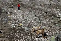 Ein Bergwanderer erfreut sich �ber den �berraschenden Anblick zweier Steinb�cke in den Walliser Alpen. Fionnay, 24.04.2021