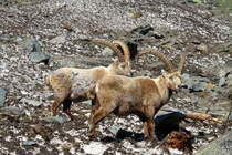 Zwei Steinbcke in den Walliser Alpen bei Fionnay; 24.04.2021