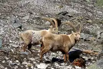 Zwei Steinb�cke in den Walliser Alpen bei Fionnay; 24.04.2021