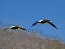 Rostgnse fliegen ber die Ruhr, so gesehen Mitte April 2021 in Witten.