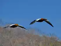 Rostg�nse fliegen �ber die Ruhr, so gesehen Mitte April 2021 in Witten.